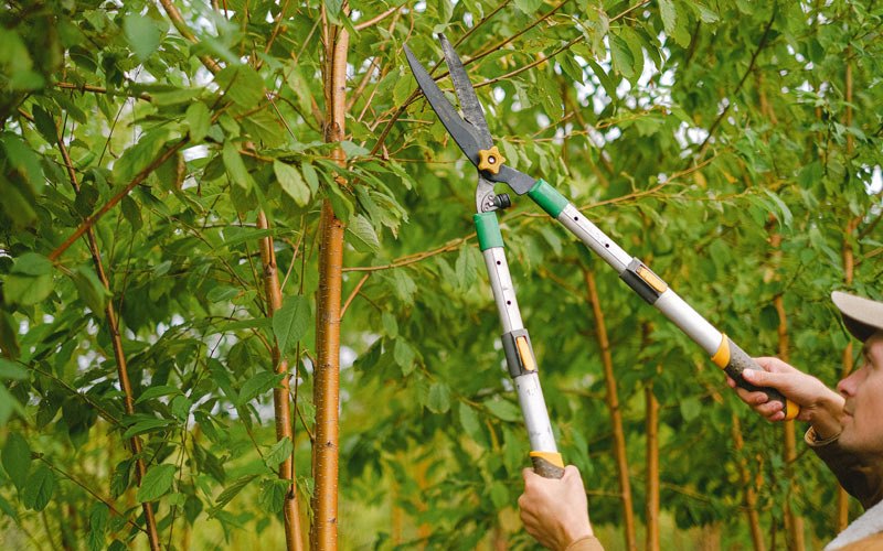 Tree trimming in Huntsburg, OH